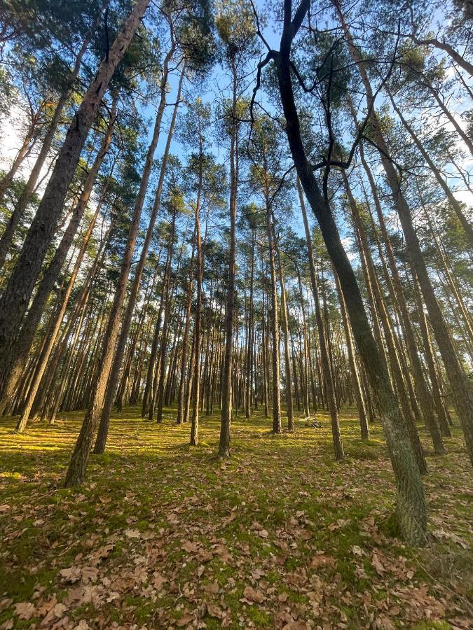 Park Rekreacyjno-Biznesowy Las Woda Wilga Ngoại thất bức ảnh